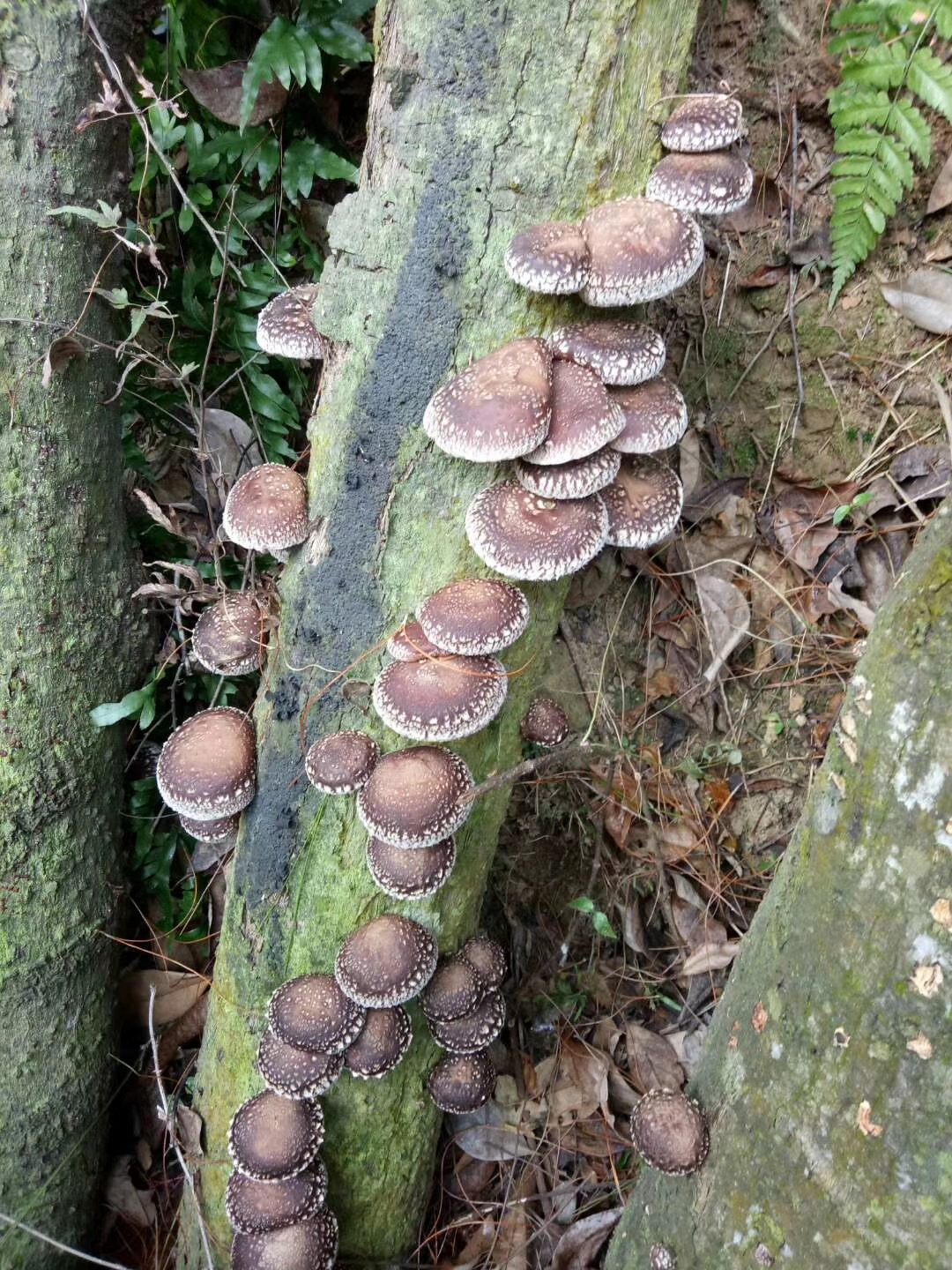 细鳞香菇干 箱装 1年以上