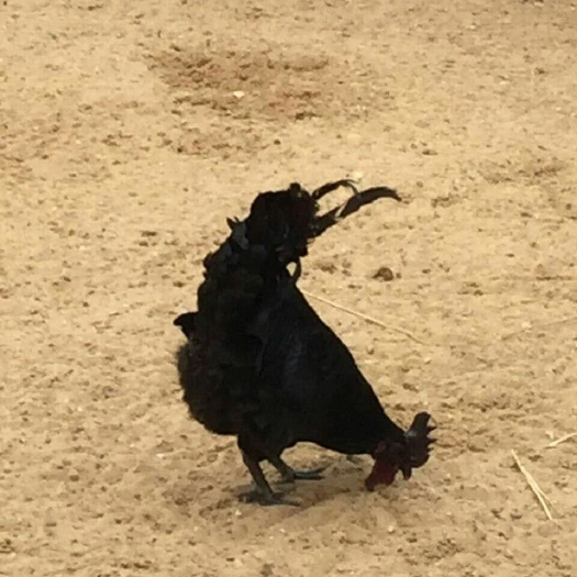 沭阳县 黑乌鸡苗 厂家直供 规范防疫 出厂前已注射马立克
