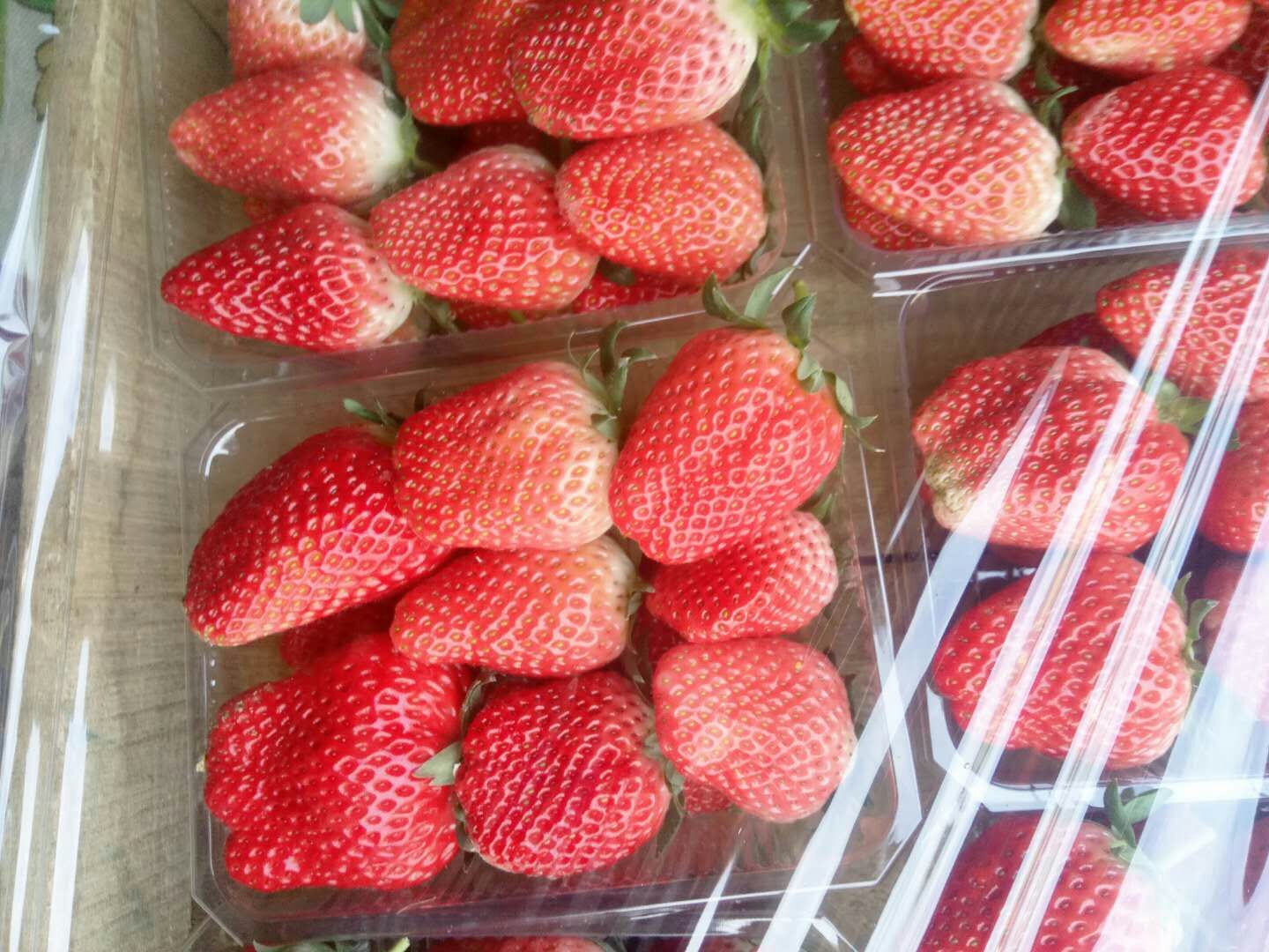 甜宝草莓和丰香草莓图片
