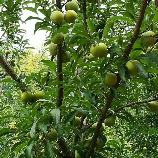 简阳市蜂糖李树苗 