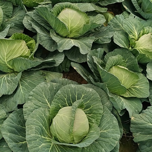 新野县包菜  旺旺，甘兰