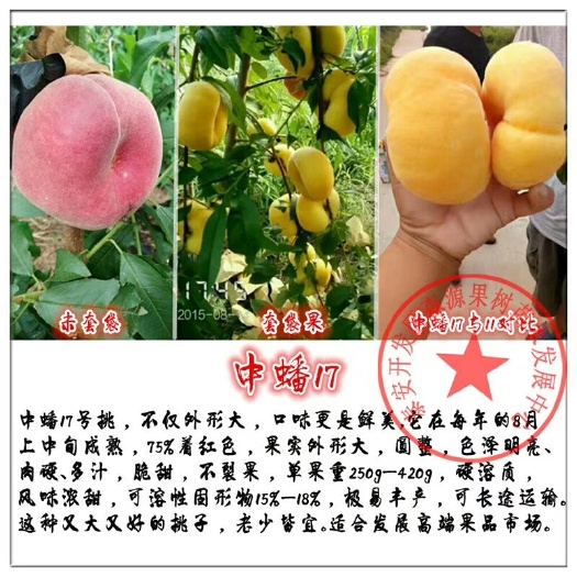 泰安黄金油蟠桃苗 油蟠苗各个系列品种