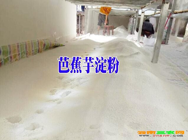 兴义市芭蕉芋 贵州省黔西南布依族苗族自治州兴义市 6cm以上