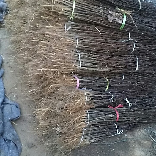 泰安大红袍花椒苗  根系爆满花椒色艳味浓