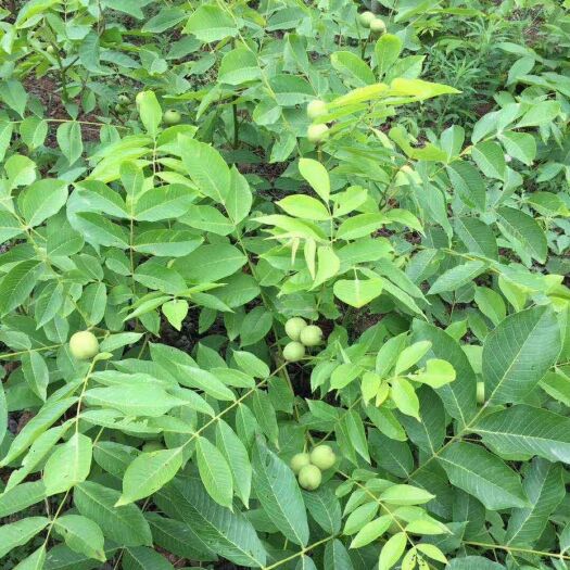 简阳市嫁接核桃苗 