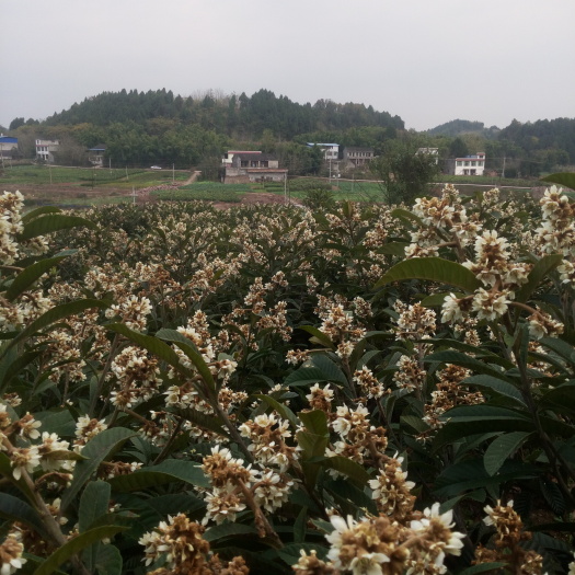 简阳市大五星 
