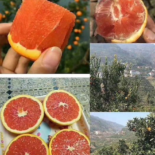 灵山县卡拉卡拉红肉脐橙苗 嫁接苗 0.5~1米 