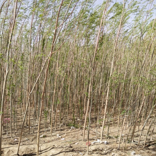 旱柳批发甘肃柳树种植基地