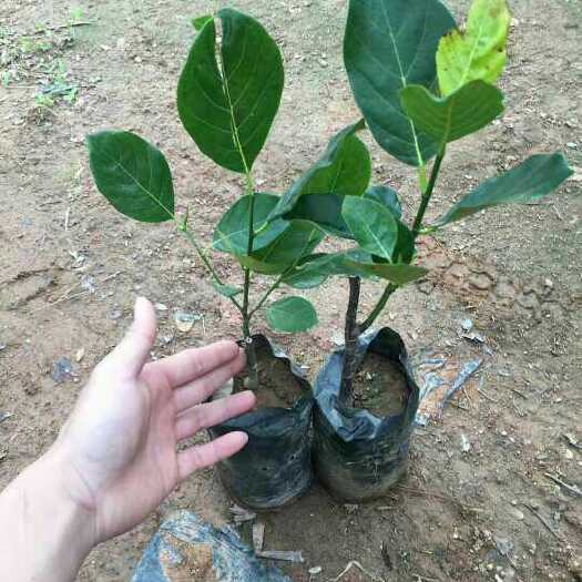 灵山县马来西亚一号菠萝蜜苗