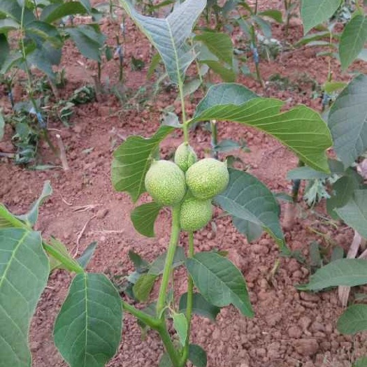 平邑县薄皮核桃苗