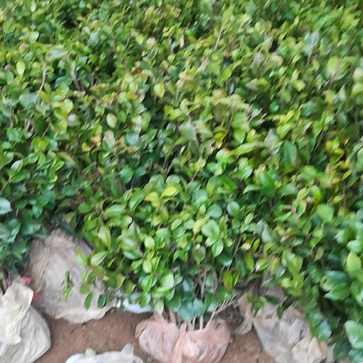 平邑县山茶花 50~80cm