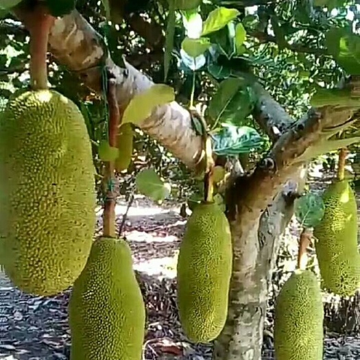 海南菠萝蜜 15斤以上 