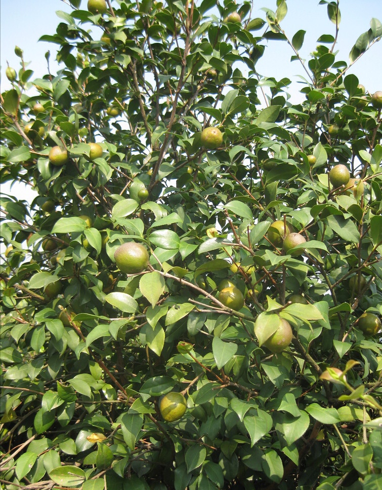 油茶苗 