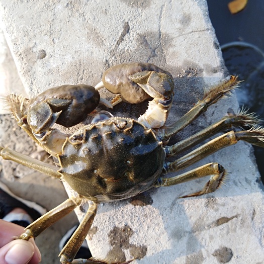 连云港大闸蟹苗 扣蟹苗 豆蟹苗