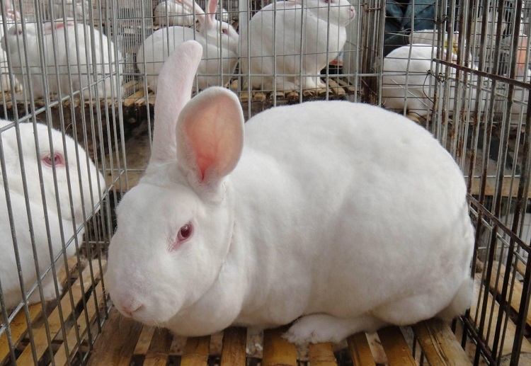 嘉祥县肉兔 5斤以上