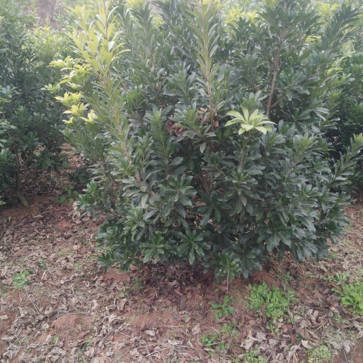 成都东魁苗 