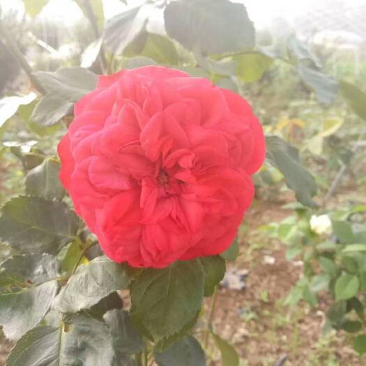 卡罗拉月季苗 