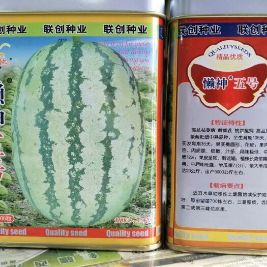 扶沟县金城五号西瓜种子  懒神五号西瓜种~抗病耐重茬大果型亩产50