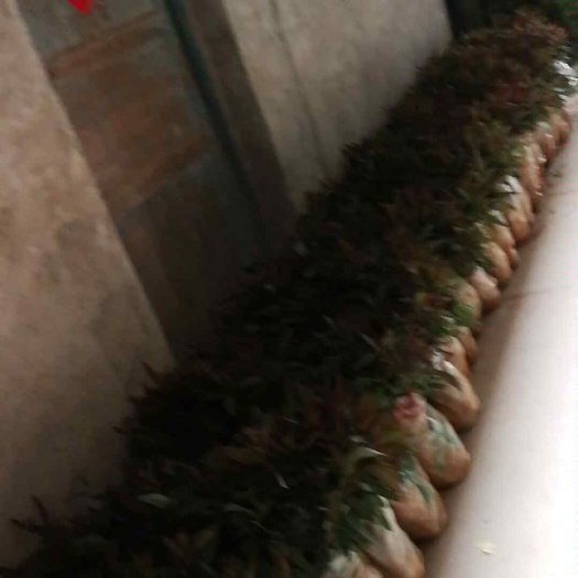 灵山县DH3229桉树 0.5米以下