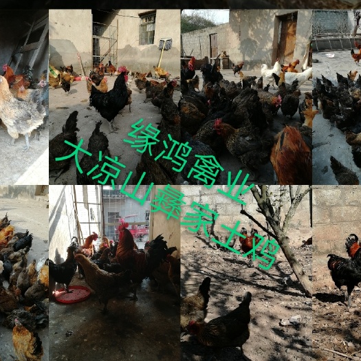 西昌市土鸡苗 