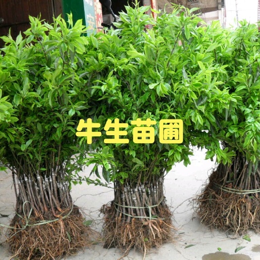  优选 三华李苗 李子苗 正宗嫁接三华李子苗 包
品种包成