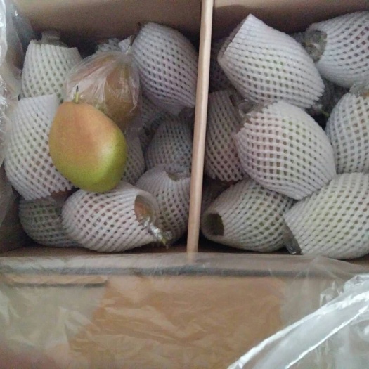 赵县红香酥梨 150-200g 65mm以上