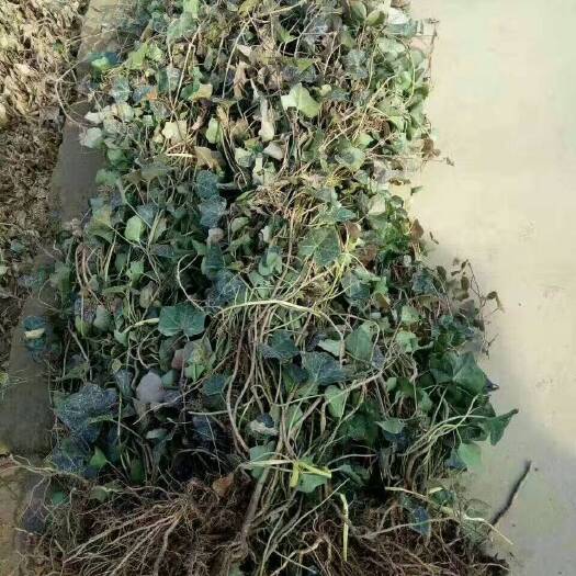 沭阳县爬山虎 1~1.5米 1公分以下