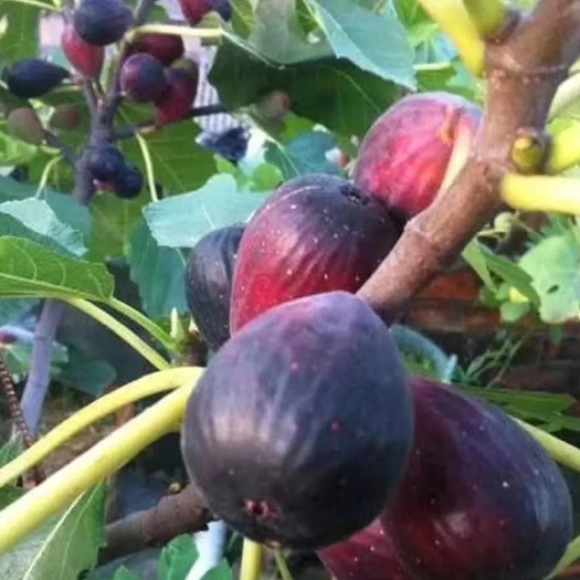 布兰瑞克