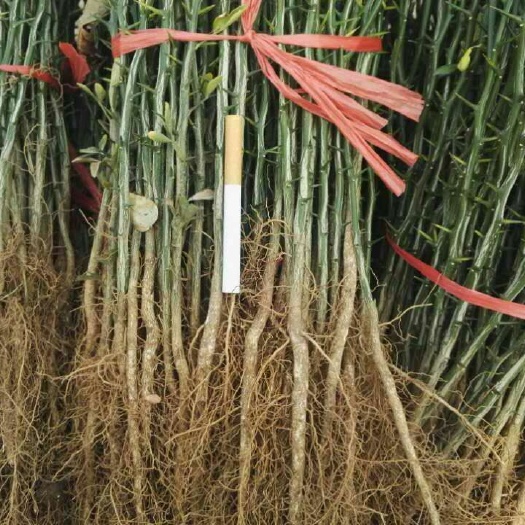  枸橘苗 枳壳苗橘子树专用嫁接苗果实可入药 基地批发
