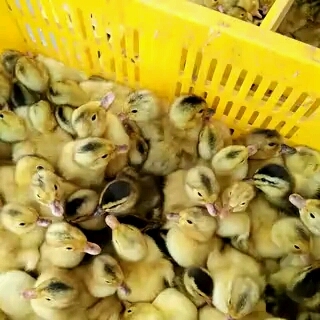 南宁杂交鸭苗