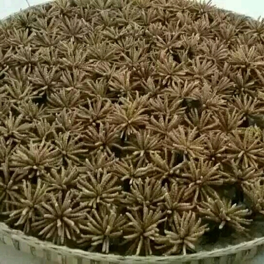松潘县大自然虫草 虫草