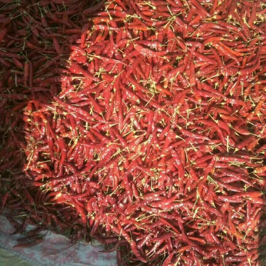 忻州高辣819 5cm以下 红色 特辣 