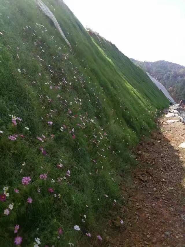 梁山县护坡草种子 