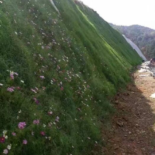 梁山县护坡草种子 