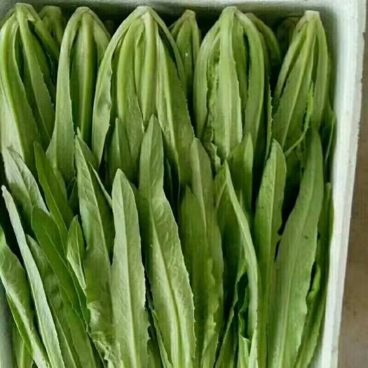 邯郸美冠油麦菜 20~25cm