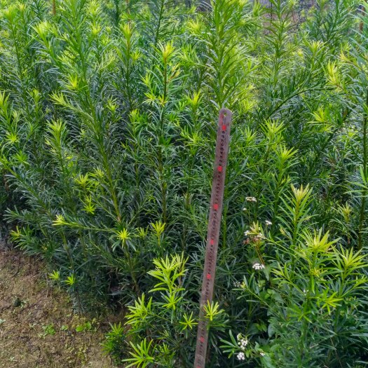 雅安普通罗汉松，高度2.5米左右