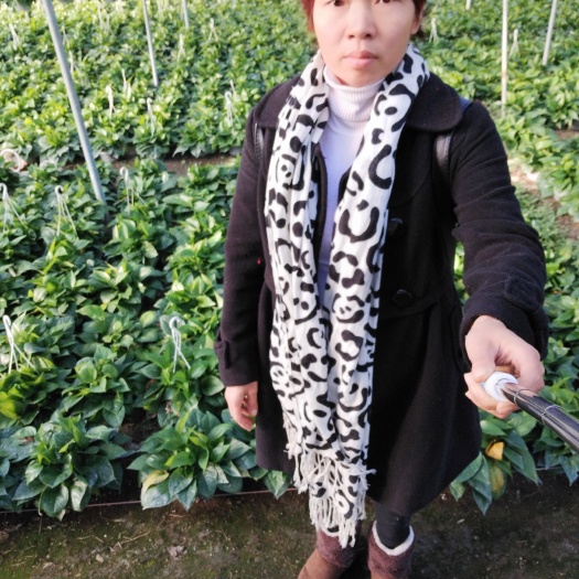 容县绿萝 