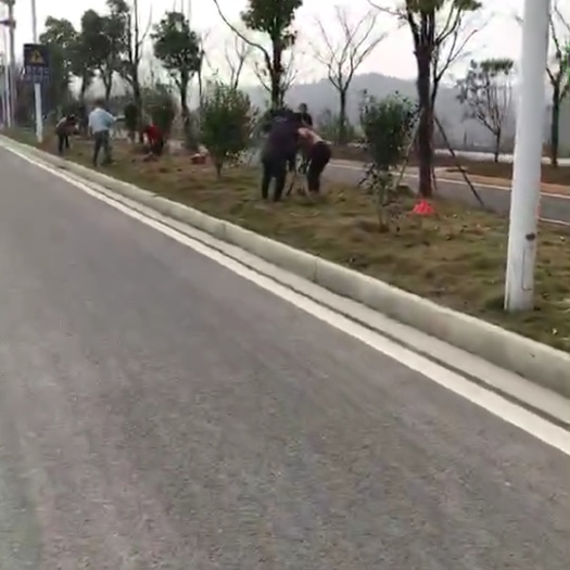 凤凰县小叶杜英