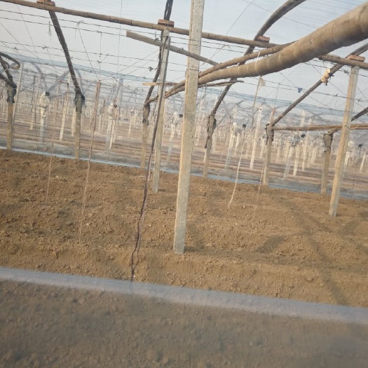 寿光市种植大棚 厂家直销，温室大棚po膜宽2～20米可订制 终生流滴消雾