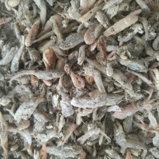滨州虾饲料 