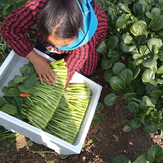 增城迟菜心 广东菜心  诚信经营