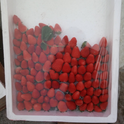 沂南县章姬草莓 30克以上 