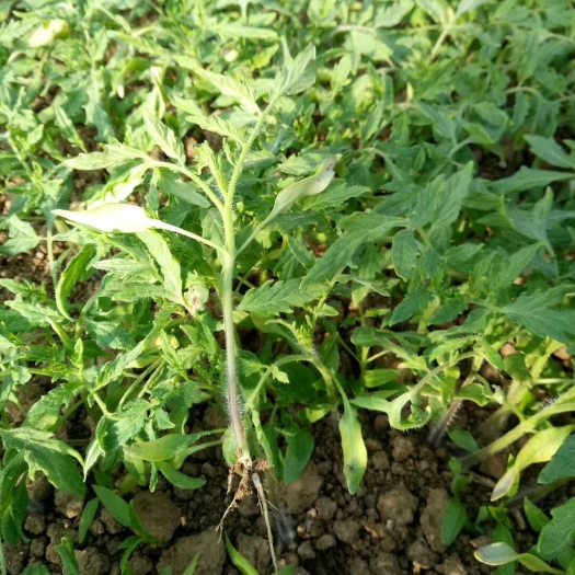 宿州硬粉番茄苗  硬粉西红柿，耐运输，抗病能力强