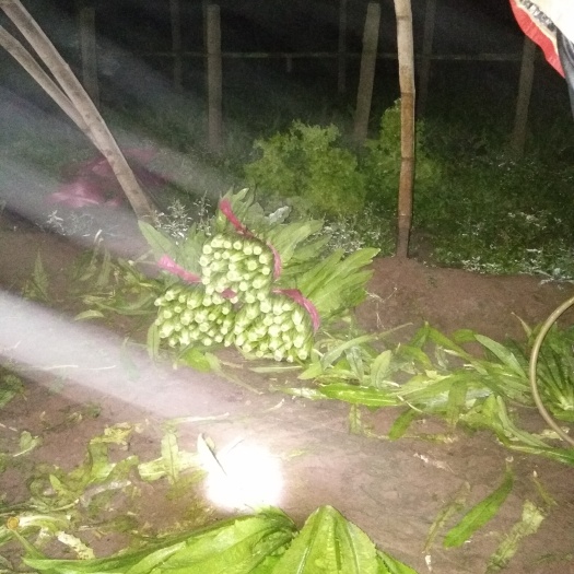 邯郸美冠油麦菜  精品油麦菜  河北邯郸永年油麦产地质量非常好 叶绿 根白