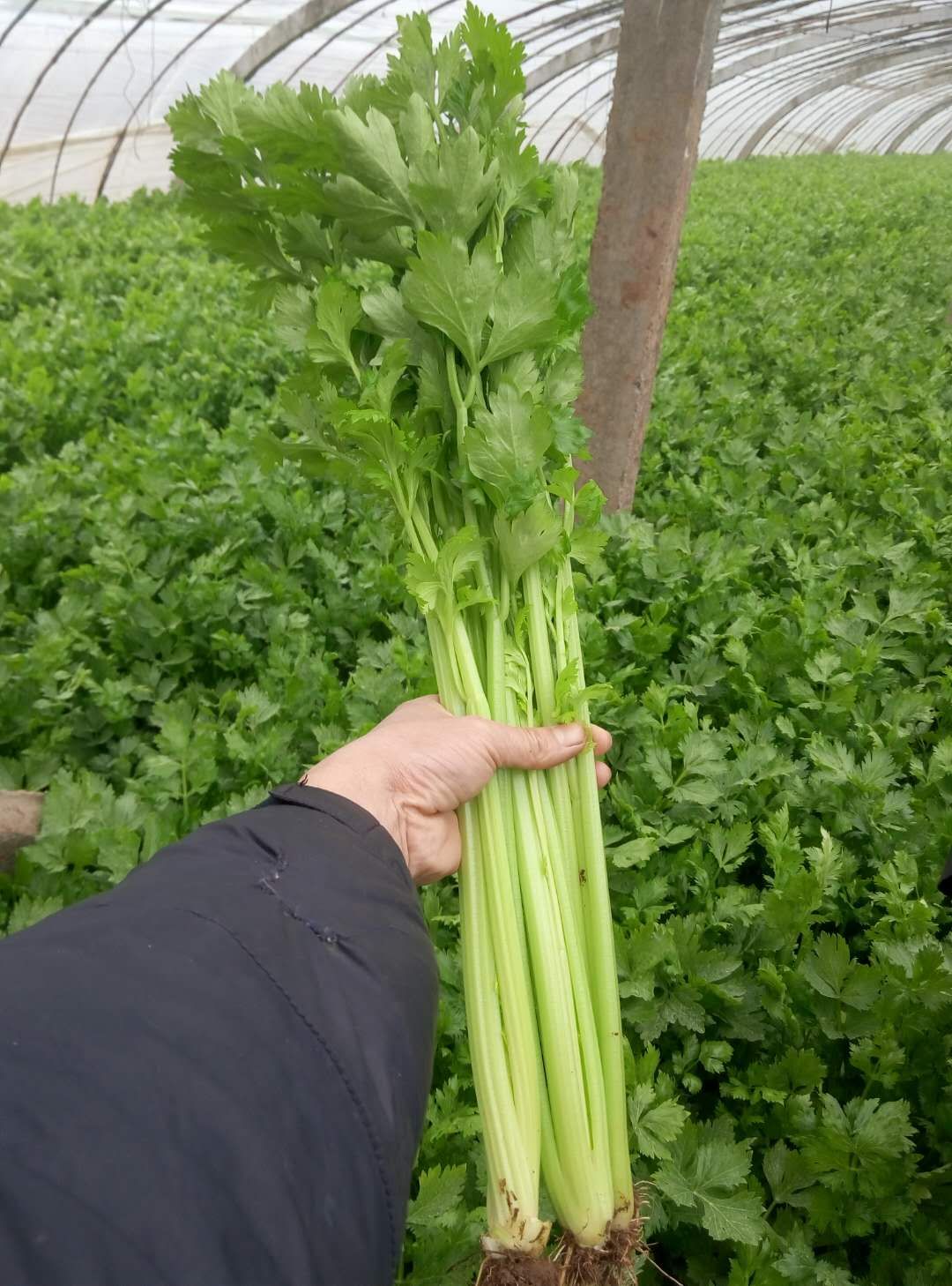 芹菜种植技术和种植时间(陆地芹菜种植技术和种植时间)