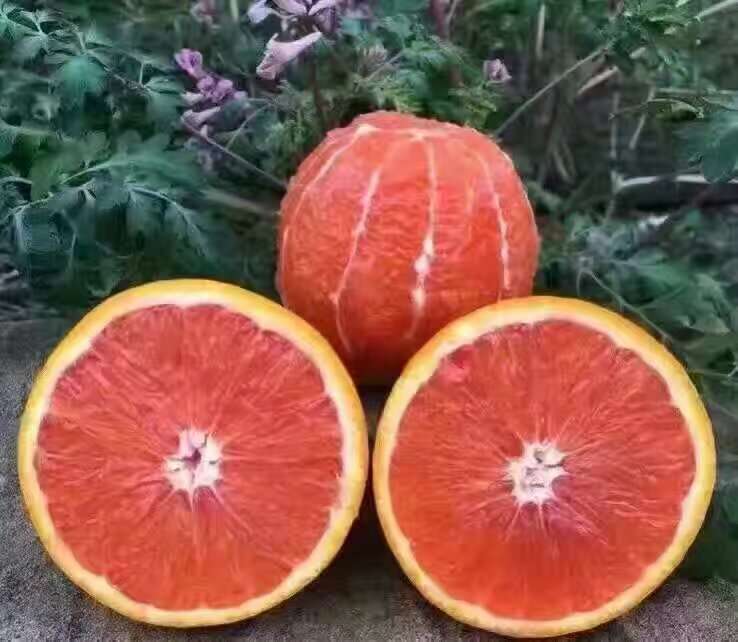 中华红橙 70-75mm 4-8两