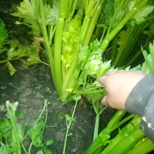 菏泽西芹 40~45cm 大棚种植 1.5~2.0斤