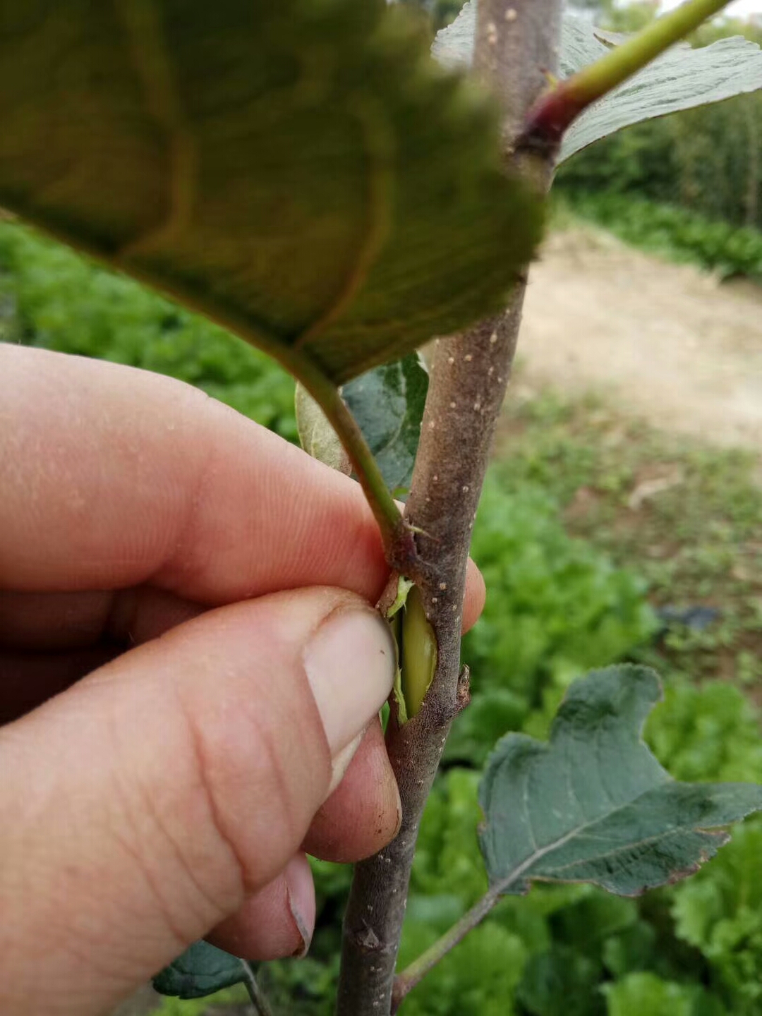 红肉苹果树苗 1.5~2米