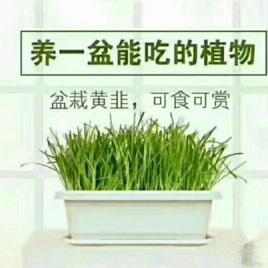 北京无公害黄韭盆景 头茬 20~30cm