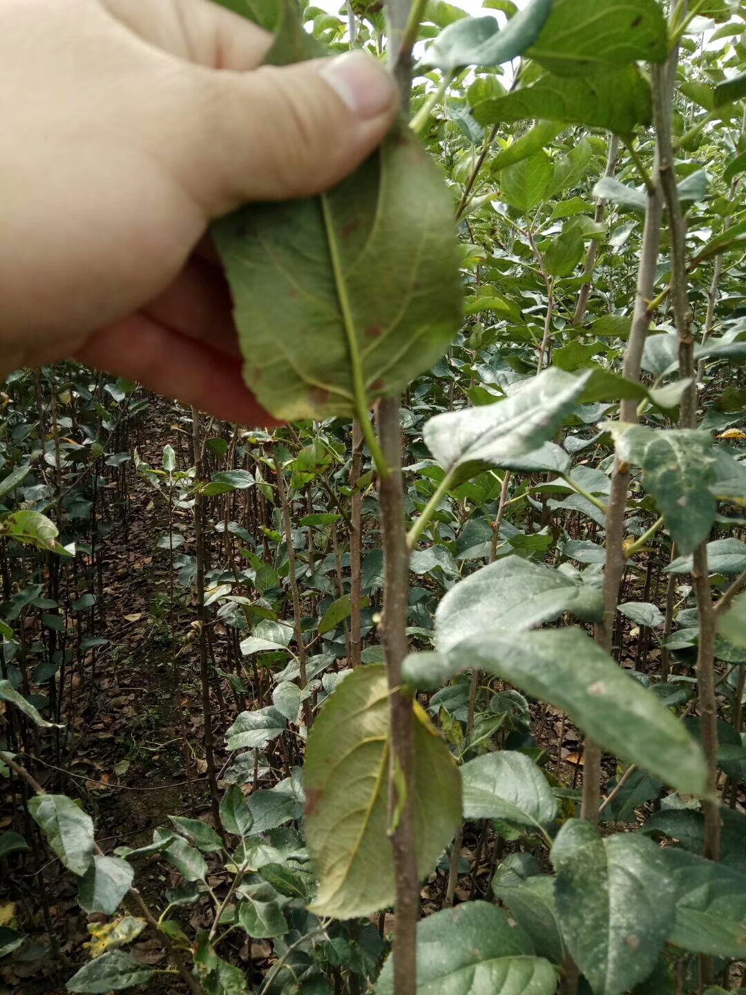 红肉苹果树苗 1.5~2米